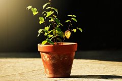 盆土是否缺水？7種方法判斷